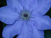 clematisflower.jpg