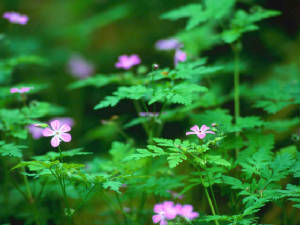 forestflowers.jpg
