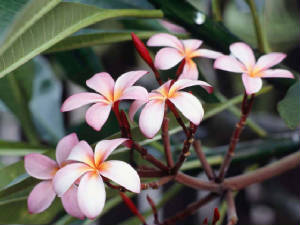 frangipaniflowers.jpg